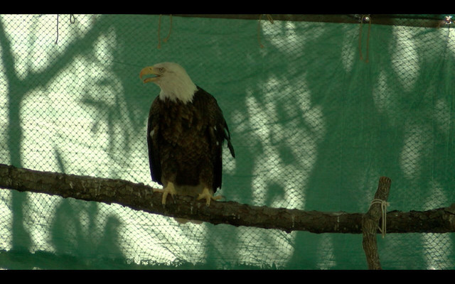tulsa zoo saves bald eagle s life by performing blood tulsa zoo saves bald eagle s life by performing blood