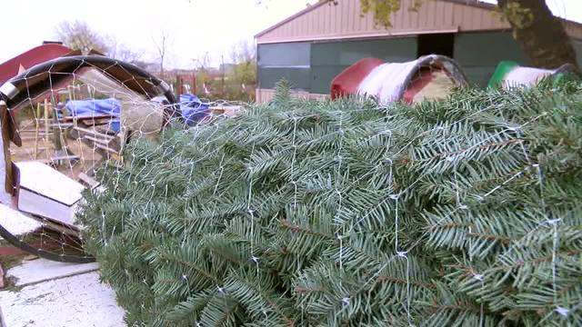 the jacobs planted their first christmas trees 35 years ago and the hobby they intended to pursue as a project in retirement quickly grew to become a big - Christmas Tree Farm Colorado the jacobs planted their first christmas trees 35 years ago and the hobby they intended to pursue as a project in retirement quickly grew to become a big - Christmas Tree Farm Colorado