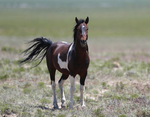 Oklahoma ranch offers up-close look at wild horses